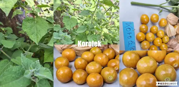 Physalis: Korolek
