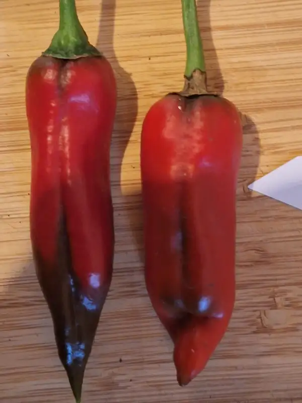 Chili / Paprika: Korosko - Paprika