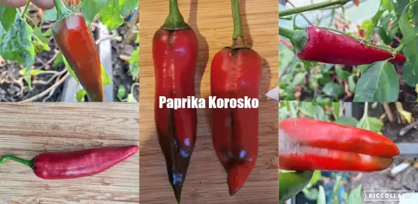Chili / Paprika: Korosko - Paprika