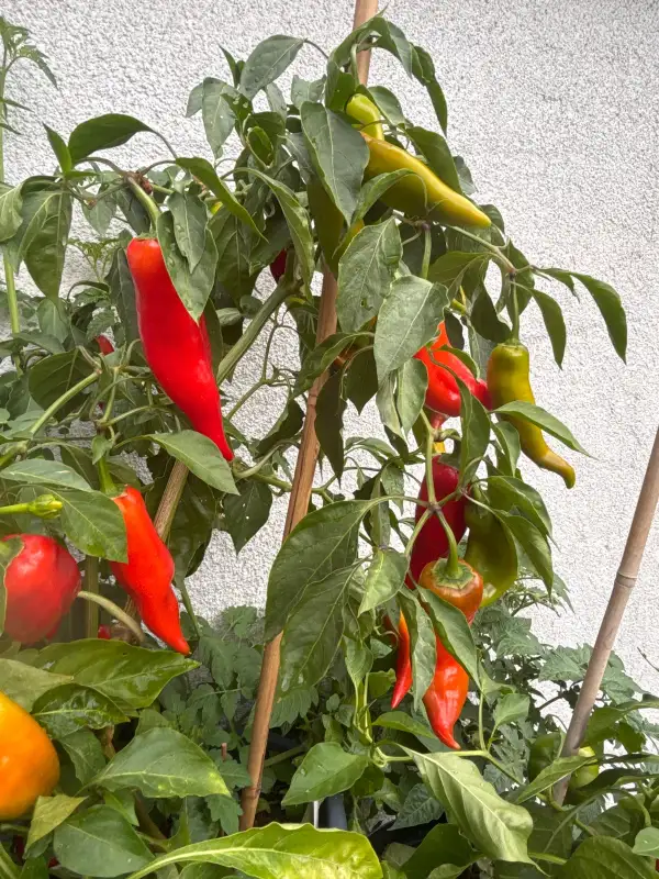 Paprika: Korosko
