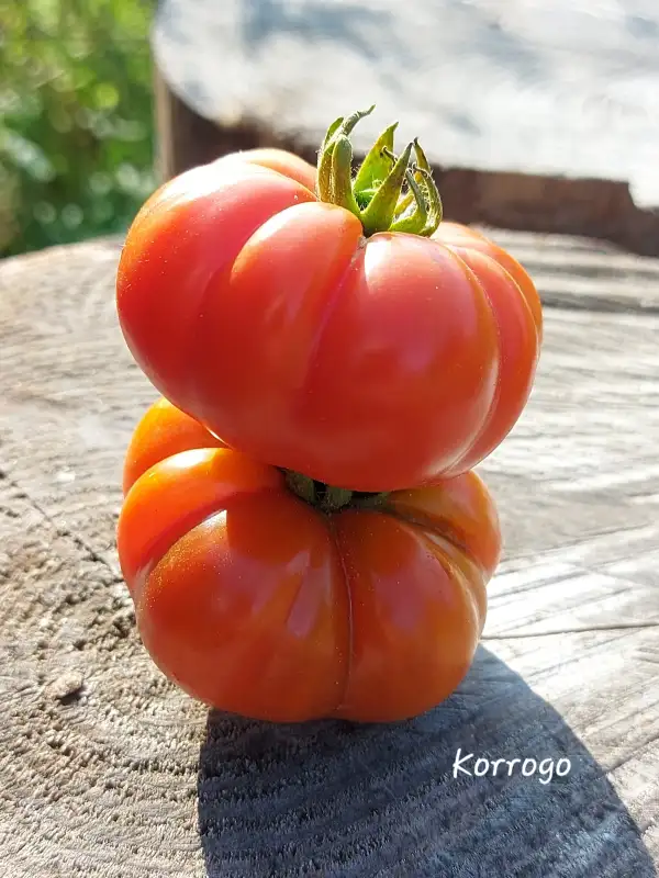 Tomaten: Korrogo