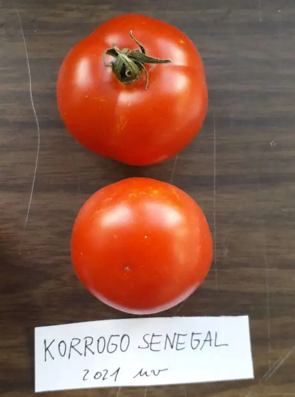 Tomaten: Korrogo Senegal