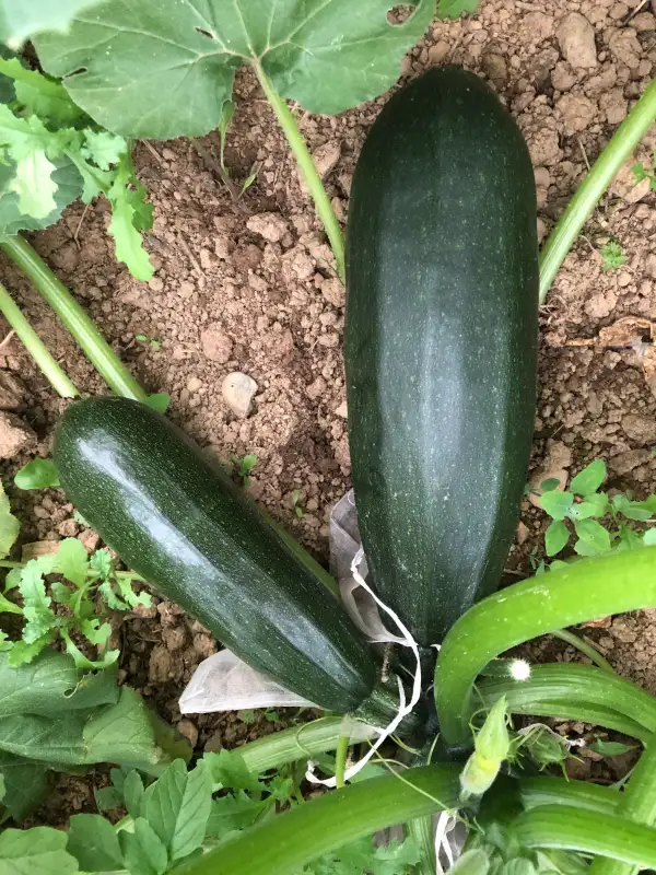 andere Gemüse: Kortjakje zucchini