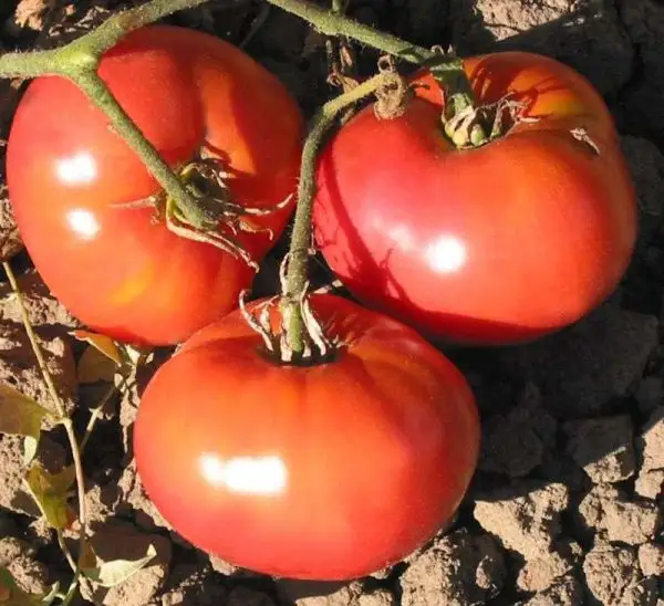 Tomaten: Kosmonaut Wolkow