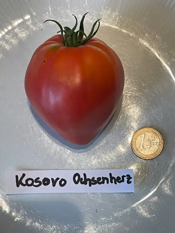 Tomaten: Kosovo Ochsenherz