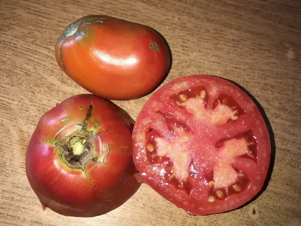 Tomaten: Kozula #10