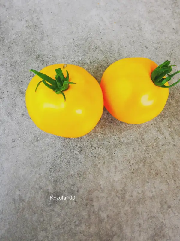 Tomaten: Kozula 100