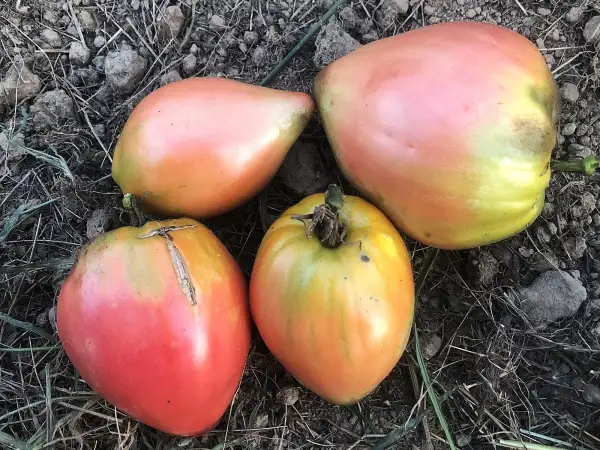 Tomaten: Kozula #108