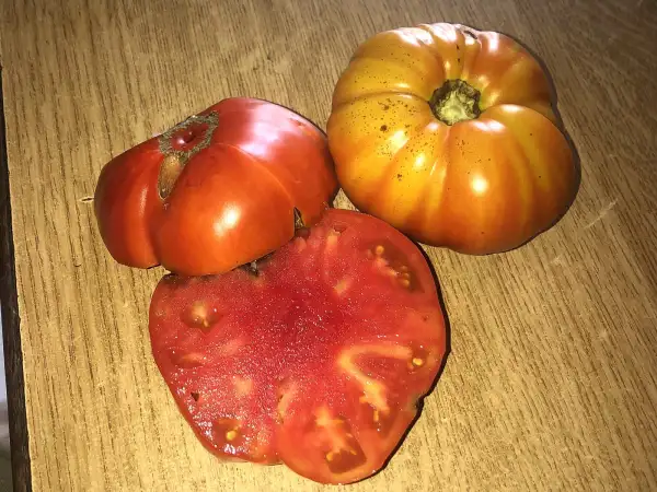 Tomaten: Kozula #111