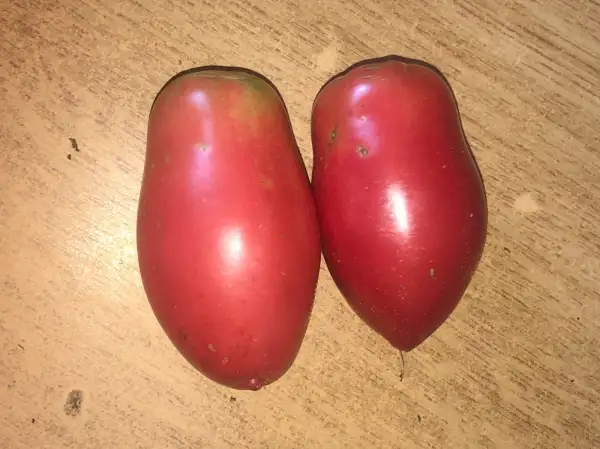 Tomaten: Kozula #113