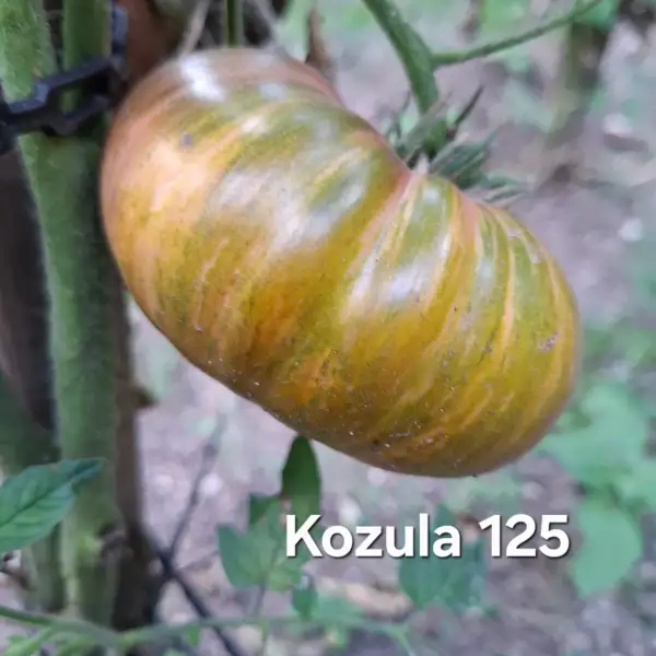Tomaten: Kozula 125