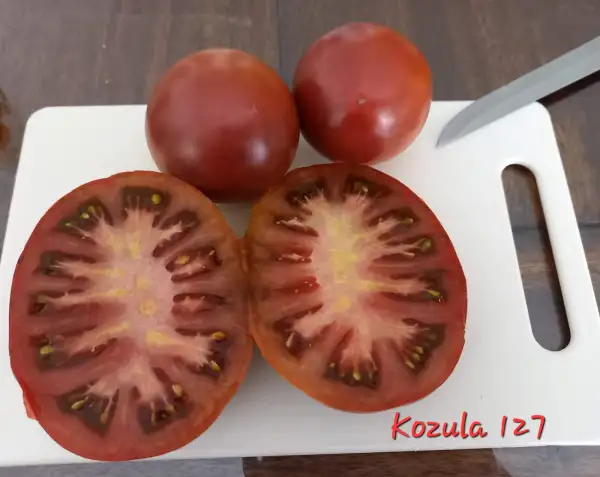 Tomaten: Kozula 127