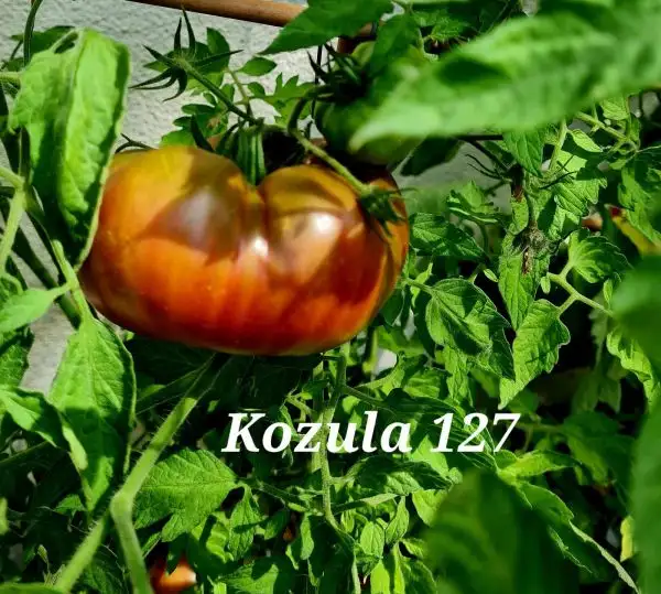 Tomaten: Kozula 127