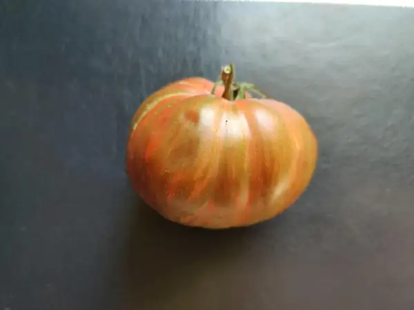 Tomaten: Kozula 128