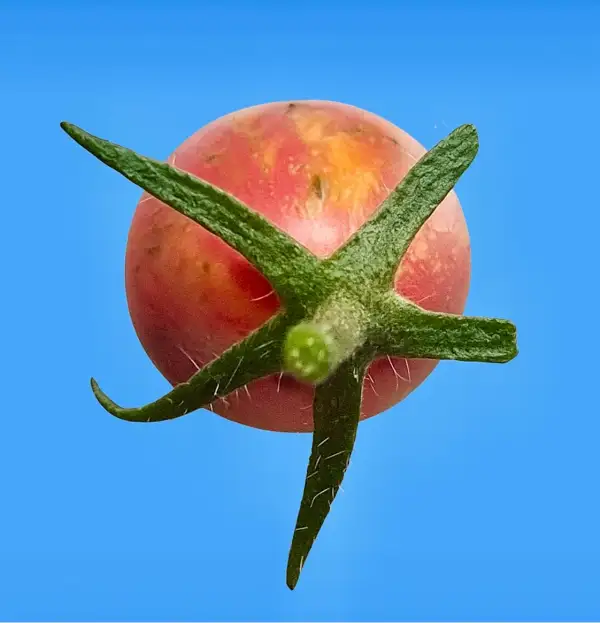 Tomaten: Kozula 130
