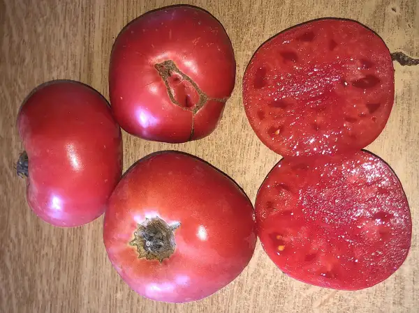Tomaten: Kozula #131
