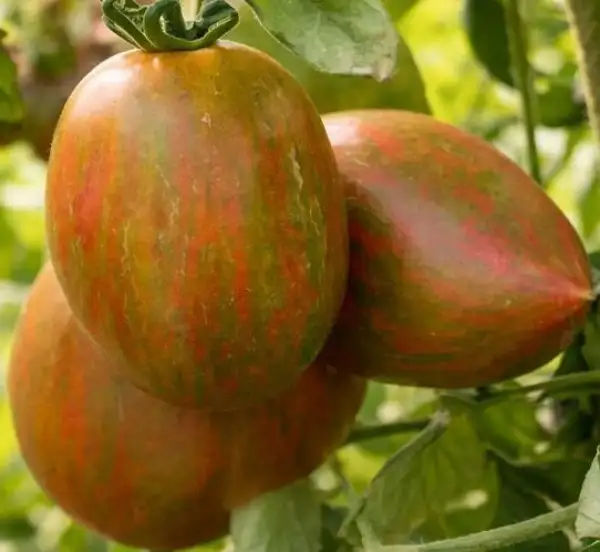 Tomaten: Kozula 132 - Zielone