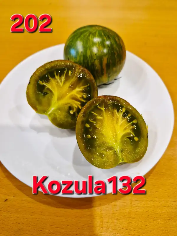 Tomaten: Kozula 132