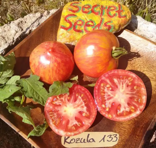 Tomaten: Kozula 133