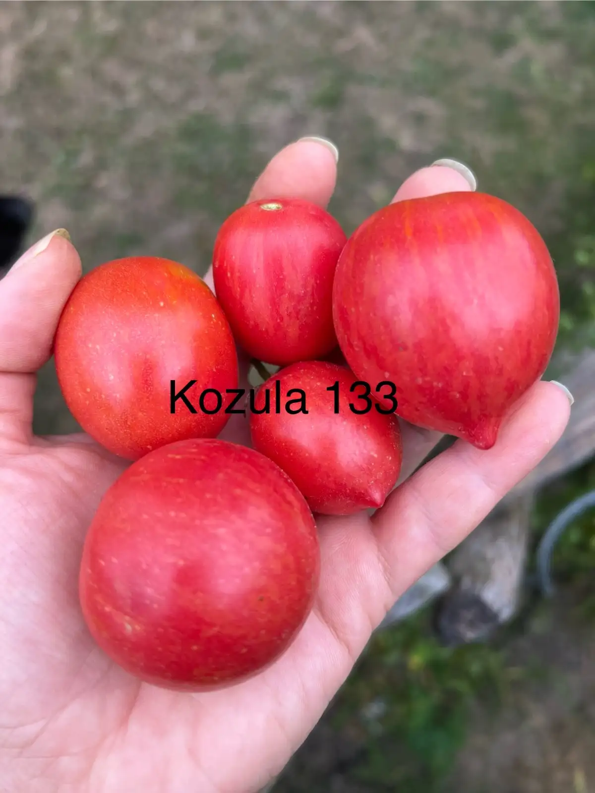 Tomaten: Kozula 133