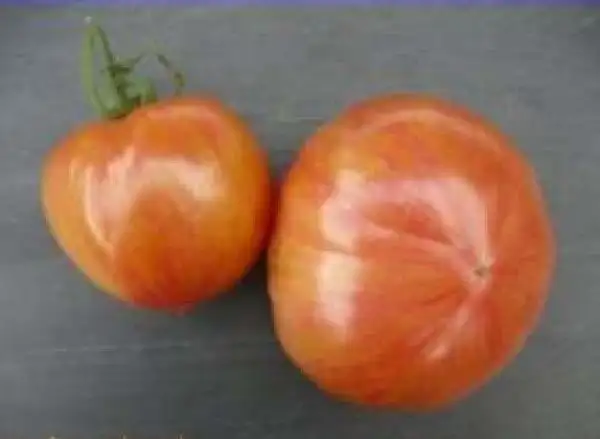 Tomaten: Kozula 133