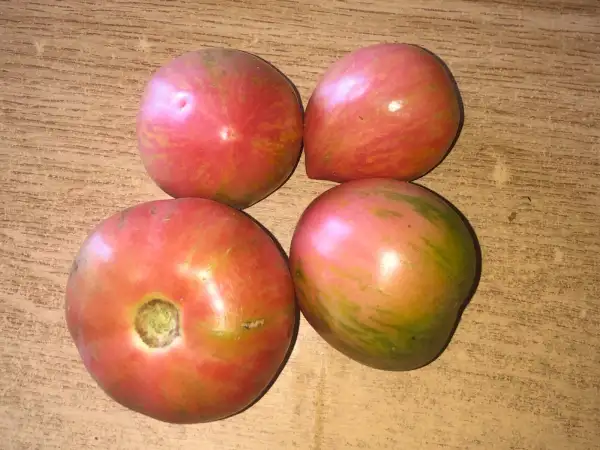 Tomaten: Kozula #133