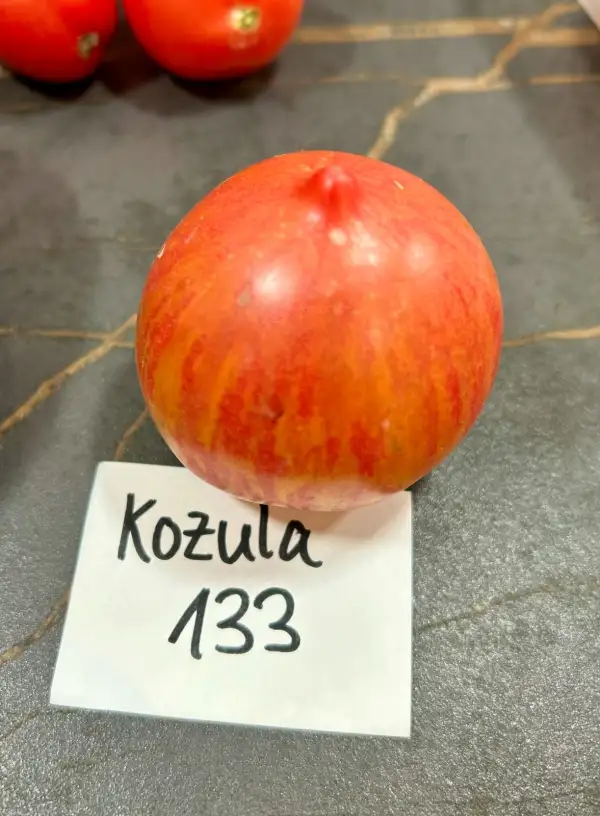 Tomaten: Kozula 133