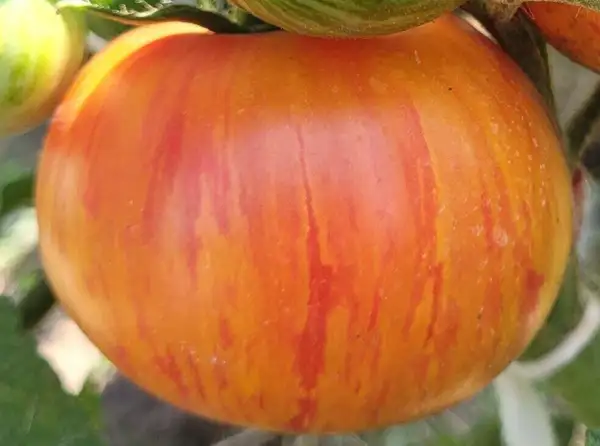 Tomaten: Kozula 136