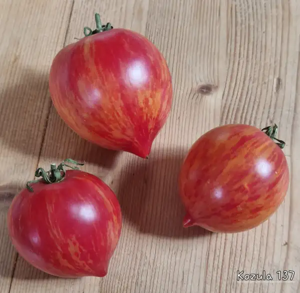 Tomaten: Kozula 137