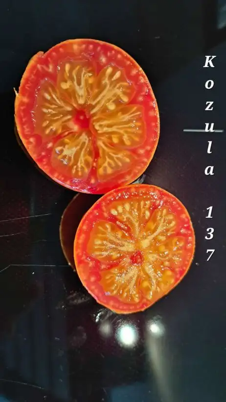 Tomaten: Kozula 137