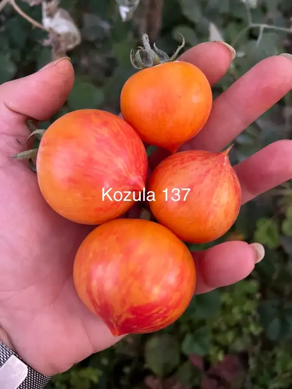 Tomaten: Kozula 137