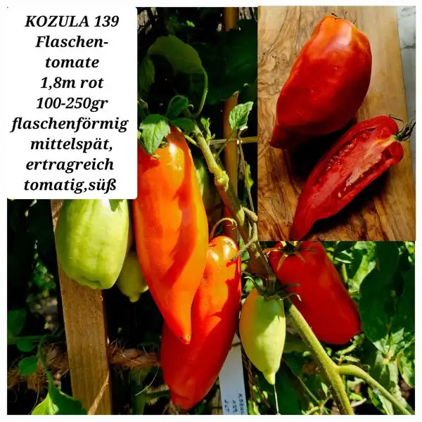 Tomaten: KOZULA 139