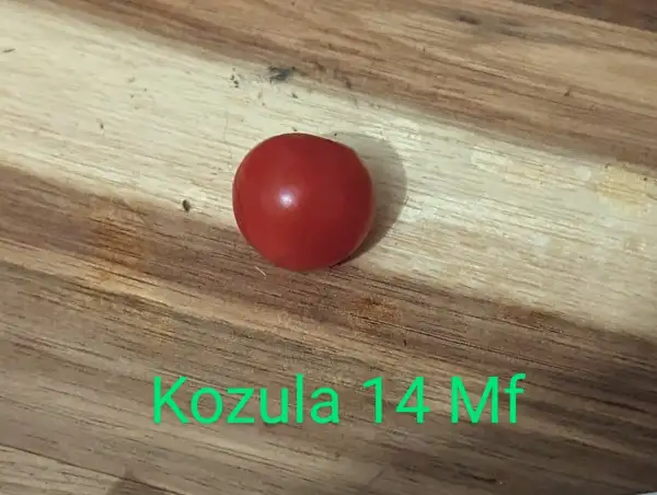 Tomaten: Kozula 14