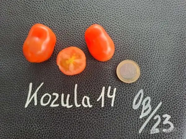 Tomaten: Kozula 14