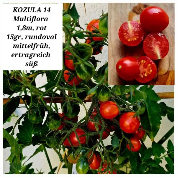 Tomaten: Kozula 14