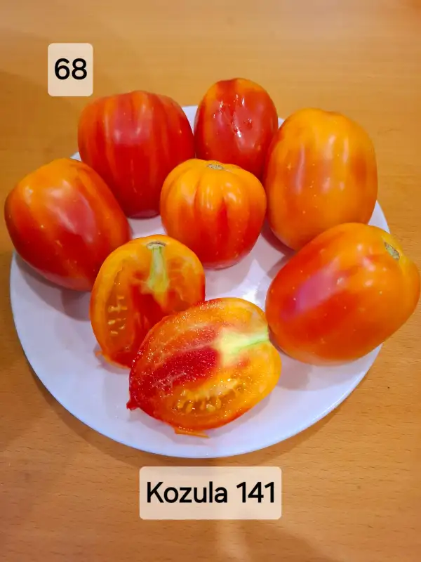 Tomaten: Kozula 141