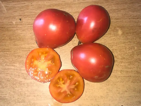 Tomaten: Kozula #141