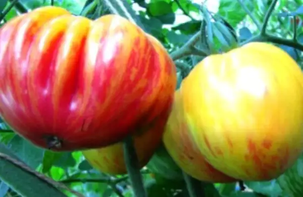 Tomaten: Kozula 141/3