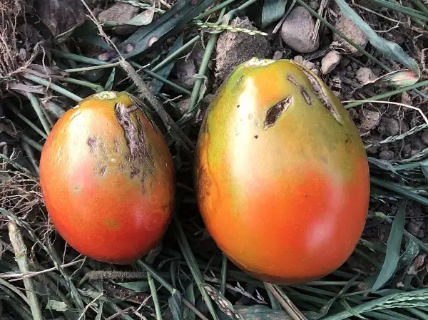 Tomaten: Kozula #146/1