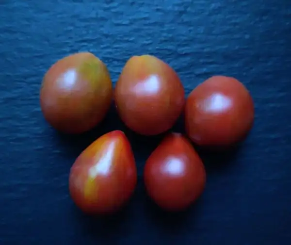 Tomaten: Kozula 15