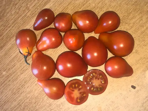 Tomaten: Kozula #15