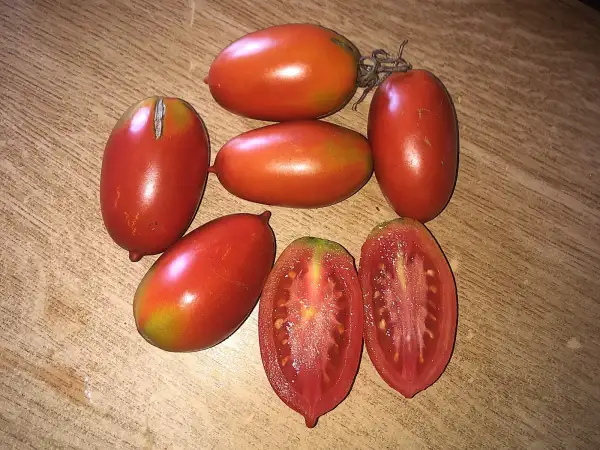 Tomaten: Kozula #151/1