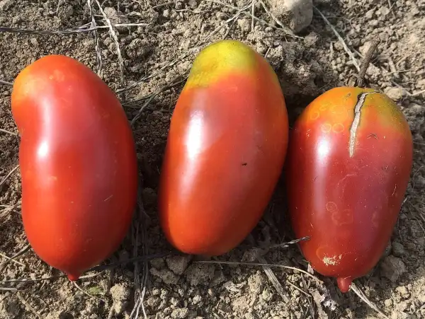 Tomaten: Kozula #152/1