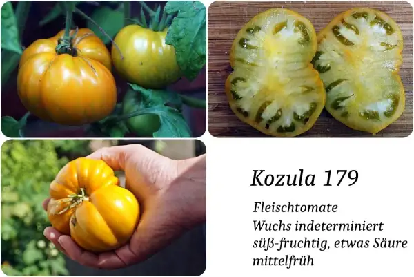 Tomaten: Kozula 179