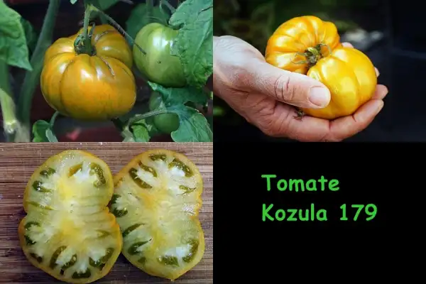 Tomaten: Kozula 179