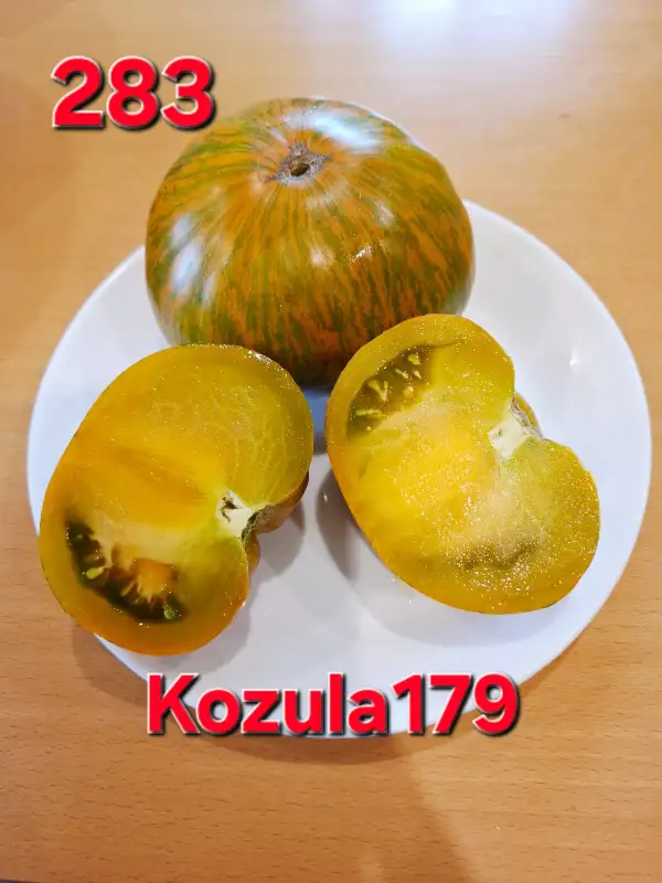Tomaten: Kozula 179