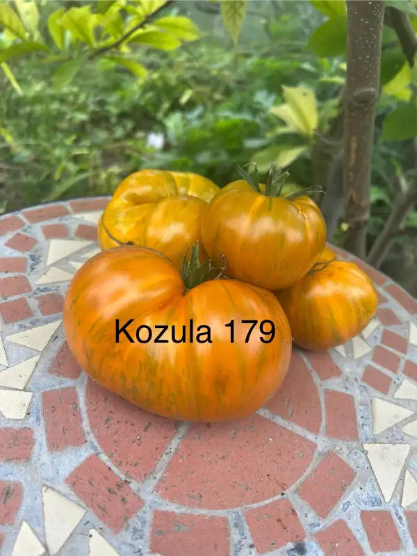 Tomaten: Kozula 179