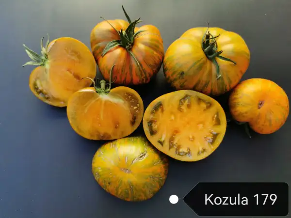Tomaten: Kozula 179