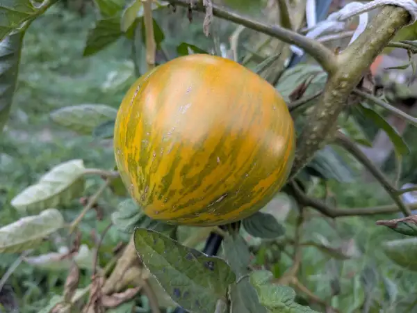 Tomaten: Kozula 179