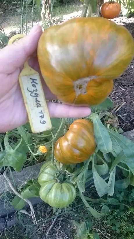 Tomaten: Kozula 179 Zebra zolta